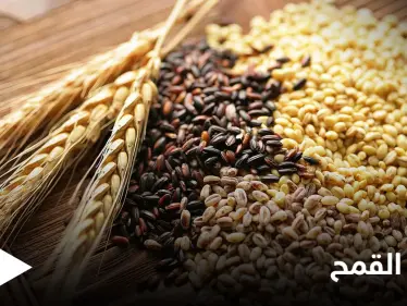 القمح النبات الأكثر شهرة في العالم.. تعرف على فوائده التي لا تتوقعها - وكالة ستيب نيوز