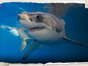 بينها دولة عربية.. تعرف على الدول الأكثر تعرضا لهجمات القرش - وكالة ستيب نيوز