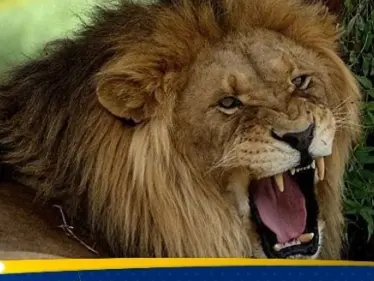 أسد يفترس مربيه في النجف العراقية (فيديو) - وكالة ستيب نيوز