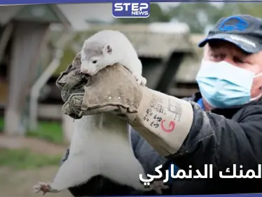 ظهور فيروس تاجي متحور في حيوان المنك الدنماركي وأكثر من 200 إصابة بشرية (صور) - وكالة ستيب نيوز