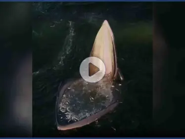 بالفيديو|| حيلة مذهلة يلجأ لها حوت ضخم مكّنته من ابتلاع أعدادٍ مهولةٍ من الأسماك دون عناء - وكالة ستيب نيوز