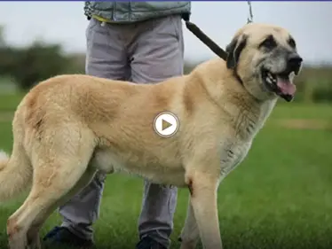 بالفيديو|| كلاب تهاجم فتاة في إسطنبول وتقوم بعضها أكثر من 56 عضة بأقل من دقيقتين - وكالة ستيب نيوز