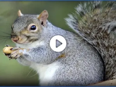 شاهد|| سنجاب ذكي يتغلب على أفعى سامة ويطردها بعيداً بحيلة بسيطة وذكية - وكالة ستيب نيوز