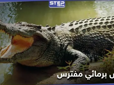 الضحية الثالثة خلال شهر... أستراليا تبدأ عملية "قتل وتشريح" تماسيح عقب اختفاء صياد - وكالة ستيب نيوز