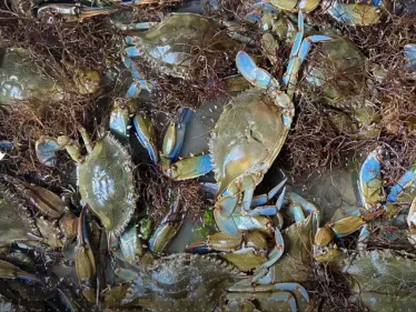 سرطان البحر الأزرق المفترس يغزو إيطاليا.. والأهالي يواجهونه بـ"سلوك يعود إلى قرون" - وكالة ستيب نيوز