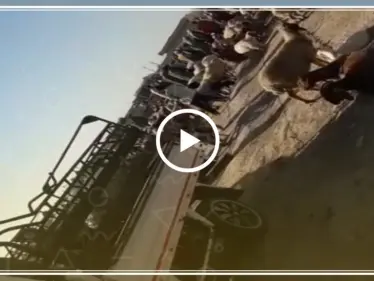 جولة لعدسة ستيب من سوق المواشي في قرية ابريهة بريف دير الزور (فيديو) - وكالة ستيب نيوز