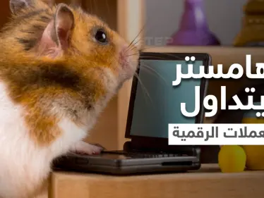 بالفيديو|| تعرف على الهامستر الذي أذهل العالم بتفوقه على البشر في تداول العملات الرقمية.. مالكه يكشف الأسرار بعد وفاته - وكالة ستيب نيوز