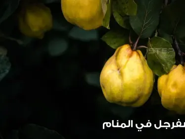 رؤية السفرجل في المنام وقطافها وجمعها وعصرها عند المعبرين - وكالة ستيب نيوز