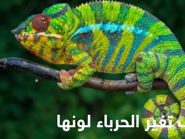 كيف تغير الحرباء لونها ومتى تفعل ذلك.. إليك حقائق مدهشة عن حياتها - وكالة ستيب نيوز