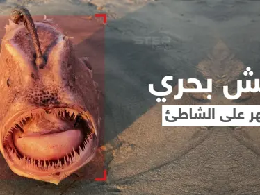 شاهد|| وحش بحري يمتلك خطماً مضيئاً لإغراء الأسماك الصغيرة وافتراسها يظهر على أحد الشواطئ - وكالة ستيب نيوز