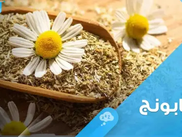 الغذاء والدواء" تتحدث عن 3 فوائد لتناول عشبة البابونج وتحذر من تناوله بحالة واحدة - وكالة ستيب نيوز