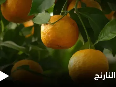 منها خسارة الوزن وعلاج ضغط الدم تعرف على فوائد النارنج الكثيرة - وكالة ستيب نيوز
