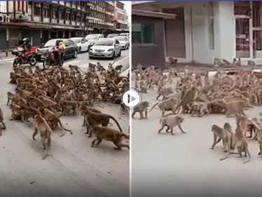 بالفيديو|| قتال شوارع بين مجموعتين من القرود وسط تايلاند يوقف حركة المرور وينشر الذعر بين الناس - وكالة ستيب نيوز