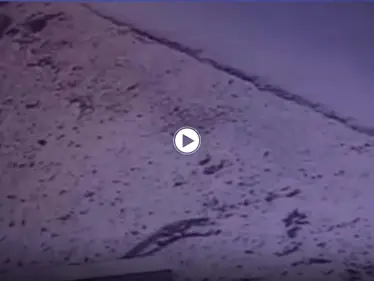 ظهور حيوان غريب في مصر يشبه التمساح ويتسبب بحالة من الهلع والخوف (فيديو) - وكالة ستيب نيوز