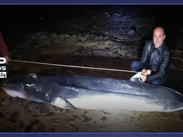 بالصور|| في حادثة هي الأولى من نوعها.. حوت ضخم نافق على شاطئ طرطوس السورية - وكالة ستيب نيوز