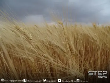 تحذيرات للحكومة المؤقتة من اندثار موسم القمح شمالي حماة - وكالة ستيب نيوز