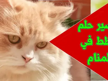 تفسير رؤيه القطط في المنام - وكالة ستيب نيوز