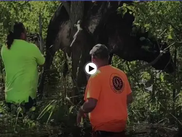 بالفيديو|| إعصار إيدا يتسبب بمشاهد نادرة ويعلق بقرة فوق الشجرة.. وتحذيرات من إعصار لارى - وكالة ستيب نيوز