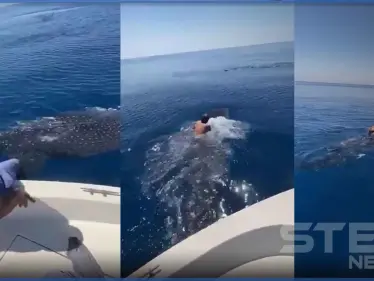 بالفيديو || سعودي يثير الدهشة.. قفز على ظهر حوت وامتطاه في عرض البحر - وكالة ستيب نيوز