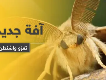 بعد كورونا والدبابير القاتلة.. آفة جديدة تهاجم واشنطن - وكالة ستيب نيوز