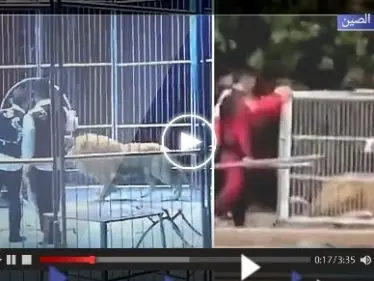 أسدان يهربان من السيرك وقت العرض.. شاهد ردة فعل الجمهور (فيديو) - وكالة ستيب نيوز