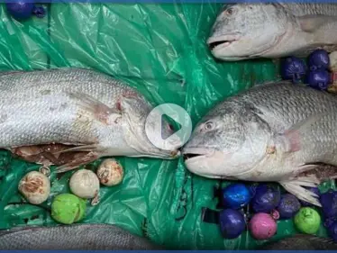 الكويت تعثر على مخدرات محشوة في شحنة أسماك قادمة من إيران (فيديو) - وكالة ستيب نيوز