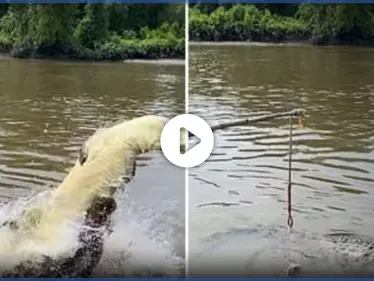 بالفيديو|| في أستراليا.. تمساح ضخم جائع يروّع سياحاً ويلتهم آخر أمامهم - وكالة ستيب نيوز