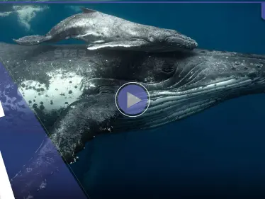 بالفيديو|| من أغرب مشاهد الحوت الأحدب.. يغير مسار ابنه بعيداً عن الغواص وردة فعل الصغير - وكالة ستيب نيوز