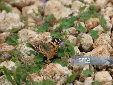 موجز أخبار الوضع السوري ليوم الجمعة 05-04-2019 - وكالة ستيب نيوز