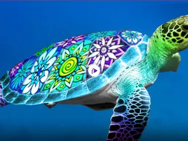 بالفيديو|| إطلاق مجموعة من السلاحف في بحر كولومبيا والكشف عن سبب التهام الأهالي لهذه الحيوانات - وكالة ستيب نيوز