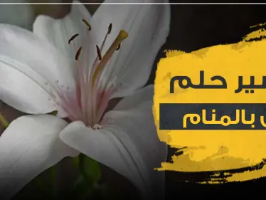 تفسير رؤية زنبق في الحلم والأزهار عموما لجميع أفراد العائلة - وكالة ستيب نيوز