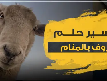 تفسير لحم الخروف بالمنام عند ابن سيرين لجميع أفراد العائلة - وكالة ستيب نيوز