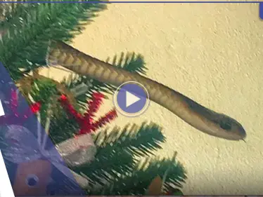 شاهد|| زائر مخيف وغير مرحب به.. أفعى سامة تفاجئ عائلة بريطانية وتخرج من شجرة عيد الميلاد - وكالة ستيب نيوز