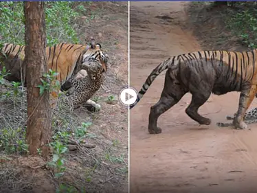لحظة غير عادية نمرة غاضبة تهاجم نمراً في محمية شمال الهند وكاميرا توثق الحدث (فيديو) - وكالة ستيب نيوز