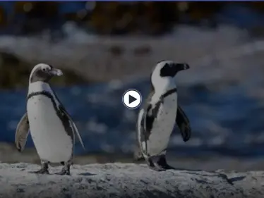 شاهد|| النحل يقتل أكثر من 63 طائر من طيور البطريق المهددة بالانقراض في جنوب إفريقيا - وكالة ستيب نيوز