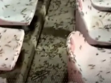 بعد انتشاره في مكة المكرمة.. بيان سعودي حول مخاطر الجراد النطاط على الإنسان والنبات - وكالة ستيب نيوز