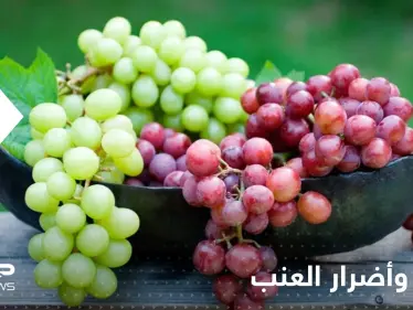 مع انتشار العنب بكثرة هذه الأوقات.. تعرف على الممنوعين من تناول تلك الفاكهة اللذيذة؟ - وكالة ستيب نيوز