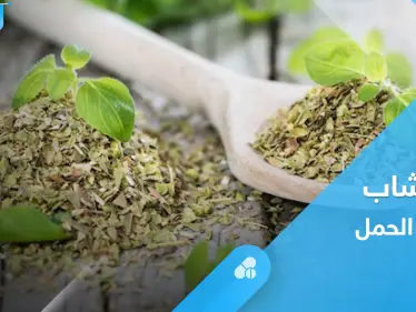 فوائد المردكوش والميرمية وهل هي آمنة للمرأة الحامل.. إليك أهم المعلومات - وكالة ستيب نيوز