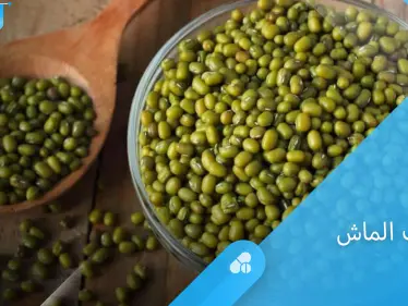 فوائد حبوب الماش للصحة وأضراره على الحامل والمصابين بأمراض الكلى - وكالة ستيب نيوز