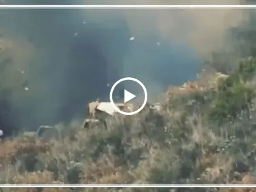 بالفيديو|| المعارضة تستهدف قناصين للنظام السوري بريف اللاذقية.. وتحول خيمتهم لكتلة نيران - وكالة ستيب نيوز