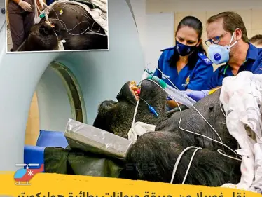 نقل غوريلا من حديقة حيوانات بطائرة هوليكوبتر بعد اكتشاف إصابته بورم حميد في أنفه - وكالة ستيب نيوز