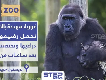 غوريلا مُهدّدة بالانقراض تحتضن رضيعها بين يديها بحنان بعد ساعات من ولادته - وكالة ستيب نيوز