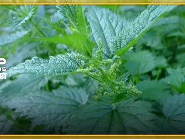 القراص نبات بري يعالج العديد من الأمراض .. ويقوي جهاز المناعة - وكالة ستيب نيوز