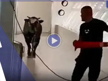 بالفيديو|| ثور يسطو على بنك إسرائيلي.. لقطات توثق نصف ساعة من الرعب - وكالة ستيب نيوز