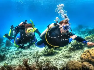 علماء في إندونيسيا يكتشفون صرصور البحر العملاق - وكالة ستيب نيوز