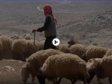 بالفيديو || بادية ريف حمص الشرقي مقصداً لمربي المواشي هرباً من تنظيم داعش - وكالة ستيب نيوز