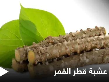 منها الفصام العظمي والجرب.. تعرف على الأمراض التي تعالجها عشبة قطر القمر والأضرار المحتملة لاستخدامها - وكالة ستيب نيوز