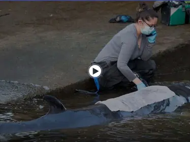 بالفيديو|| حوت تائه يعلق في نهر التايمز البريطاني لعدة ساعات.. وعمل متواصل لإنقاذه - وكالة ستيب نيوز
