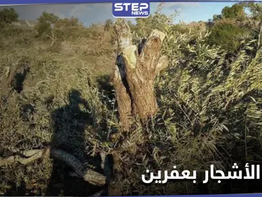 للتدفئة والتجارة.. أشجار الزيتون بعفرين تقطعها فصائل من 