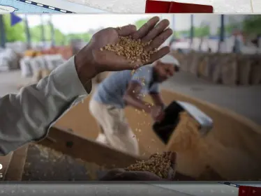 منها البطاطا.. المناخ يهدد غذاء العالم ويحكم على 5 أطعمة شائعة بالانقراض - وكالة ستيب نيوز